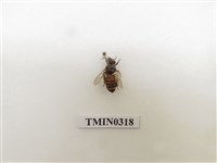 藏品(義大利蜂)的圖片